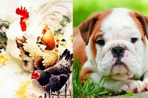 Muốn lấy vợ, hãy cưới 4 con giáp nữ có một không hai này!