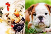 Muốn lấy vợ, hãy cưới 4 con giáp nữ có một không hai này!