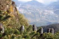 Loài cây cực quý chỉ Việt Nam có, cả thế giới bảo vệ