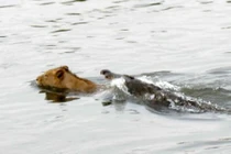 Cá sấu rình bắt sư tử và cái kết đầy bất ngờ