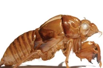 Xác ve sầu có gì đặc biệt mà lại được thu mua giá cao?