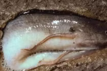 Loài cá có khả năng sinh tồn đỉnh nhất hành tinh