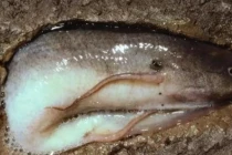 Loài cá có khả năng sinh tồn đỉnh nhất hành tinh