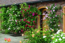 Người xưa dặn: Trồng 4 loài hoa trước cửa, tài lộc kéo tới