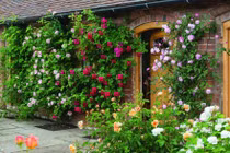 Người xưa dặn: Trồng 4 loài hoa trước cửa, tài lộc kéo tới