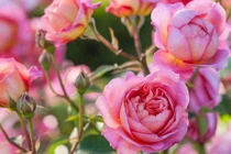 Gặp thời vượng phát: Người sinh 3 khung giờ Âm này tương lai dư dả