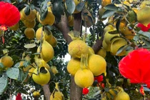 Bưởi Diễn vàng rực giá hàng chục triệu đổ bộ Sài thành