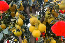 Bưởi Diễn vàng rực giá hàng chục triệu đổ bộ Sài thành