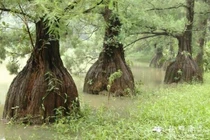 162 cây gỗ quý hơn vàng ở Việt Nam, có tiền cũng khó mua 