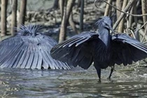 Kỹ năng săn mồi độc đáo của loài chim châu Phi