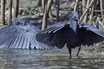 Kỹ năng săn mồi độc đáo của loài chim châu Phi