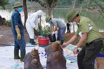 Xác 6 con tê giác chết bất thường được xử lý thế nào