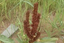 Phát tài nhờ rau nuôi lợn, từ rễ đến lá đều là “vàng”