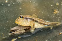 Loài cá biết chạy nhảy, leo cây, sống lập dị nhất Việt Nam