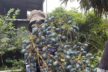 Loại quả đen sì cháy hàng trên chợ mạng, giá gần trăm nghìn đồng/kg