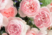 3 con giáp được lộc làm ăn, phất lên giàu có cuối tháng 9/2023