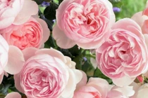 3 con giáp được lộc làm ăn, phất lên giàu có cuối tháng 9/2023