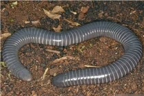 Động vật tồn tại 250 triệu năm trên Trái Đất, có nanh giống rắn 