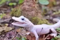 Vẻ ngoài độc dị, khó tin của loài cá sấu 'siêu hiếm'