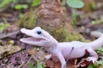 Vẻ ngoài độc dị, khó tin của loài cá sấu 'siêu hiếm'