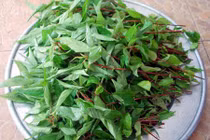 Loại rau rẻ tiền được ví tốt như nhân sâm mọc đầy ở Việt Nam