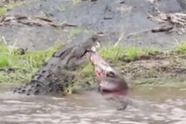 Video: Cá sấu tóm gọn heo rừng trong tích tắc 