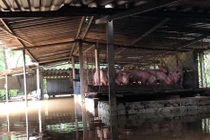 Cảnh tượng nuôi lợn, trâu bò mùa lũ chưa từng thấy ở Nghệ An