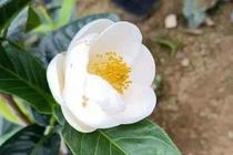 Bạch hải đường bỗng sốt 'điên đảo', bán trao tay lãi ngay vài trăm triệu