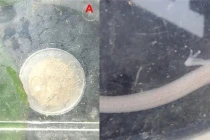 Khám phá mới về 'rồng con' hang sâu gây kinh ngạc giới khoa học