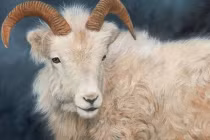 Thiên thời địa lợi: 3 con giáp đạp trúng hố vàng, giàu to tháng 4 tới