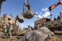 Voi bị cẩu, cá heo ngậm xác con và loạt ảnh chấn động thế giới 