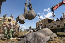 Voi bị cẩu, cá heo ngậm xác con và loạt ảnh chấn động thế giới 