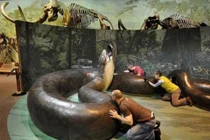 Con rắn lớn nhất trên Trái đất được tìm thấy to cỡ nào?