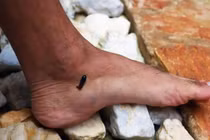 7 loài động vật hoang dã cực độc thường gặp ở nông thôn