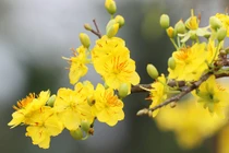 Tặng quà Tết cho người cao tuổi thế nào để bày tỏ yêu thương?