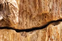 Cận cảnh khúc gỗ quý niên đại hàng triệu năm của Việt Nam