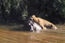 Video: Sư tử cái truy sát hà mã dưới nước