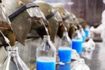 Loài hải sản ở Việt Nam sắp tuyệt chủng, máu hàng trăm triệu đồng/lít