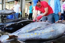 Loại cá “khủng” của Việt Nam, dân Canada cực thích, giá tăng ầm ầm