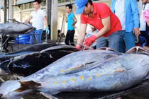 Loại cá “khủng” của Việt Nam, dân Canada cực thích, giá tăng ầm ầm