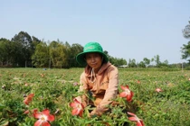 Trồng sâm dễ như trồng khoai, lãi gấp hàng chục lần