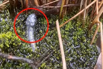 Phát hiện "quái vật" trồi lên từ chậu cây cảnh... cái kết hết hồn