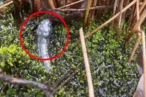 Phát hiện "quái vật" trồi lên từ chậu cây cảnh... cái kết hết hồn