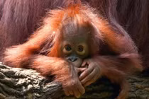 Top 7 động vật quý hiếm nhất hành tinh bên bờ tuyệt chủng