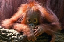 Top 7 động vật quý hiếm nhất hành tinh bên bờ tuyệt chủng