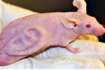 Chú “chuột - tai” đã thay đổi thế giới như thế nào?