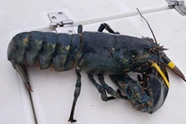 Video: Bé 13 tuổi bắt được tôm hùm xanh quý hiếm 