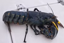 Video: Bé 13 tuổi bắt được tôm hùm xanh quý hiếm 