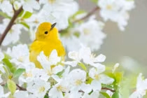 Quý nhân che chở, người sinh ngày Âm này năm 2022 giàu sang hưởng phúc 