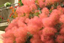 Cây cảnh độc lạ, lá đổi màu theo mùa, ngọt ngào như kẹo bông